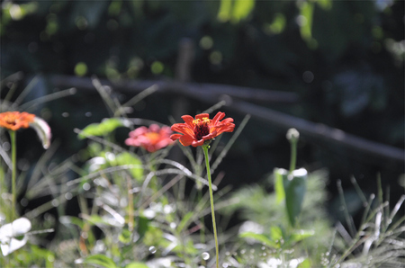 大鹿村 お花