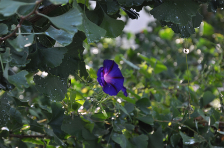 大鹿村 お花